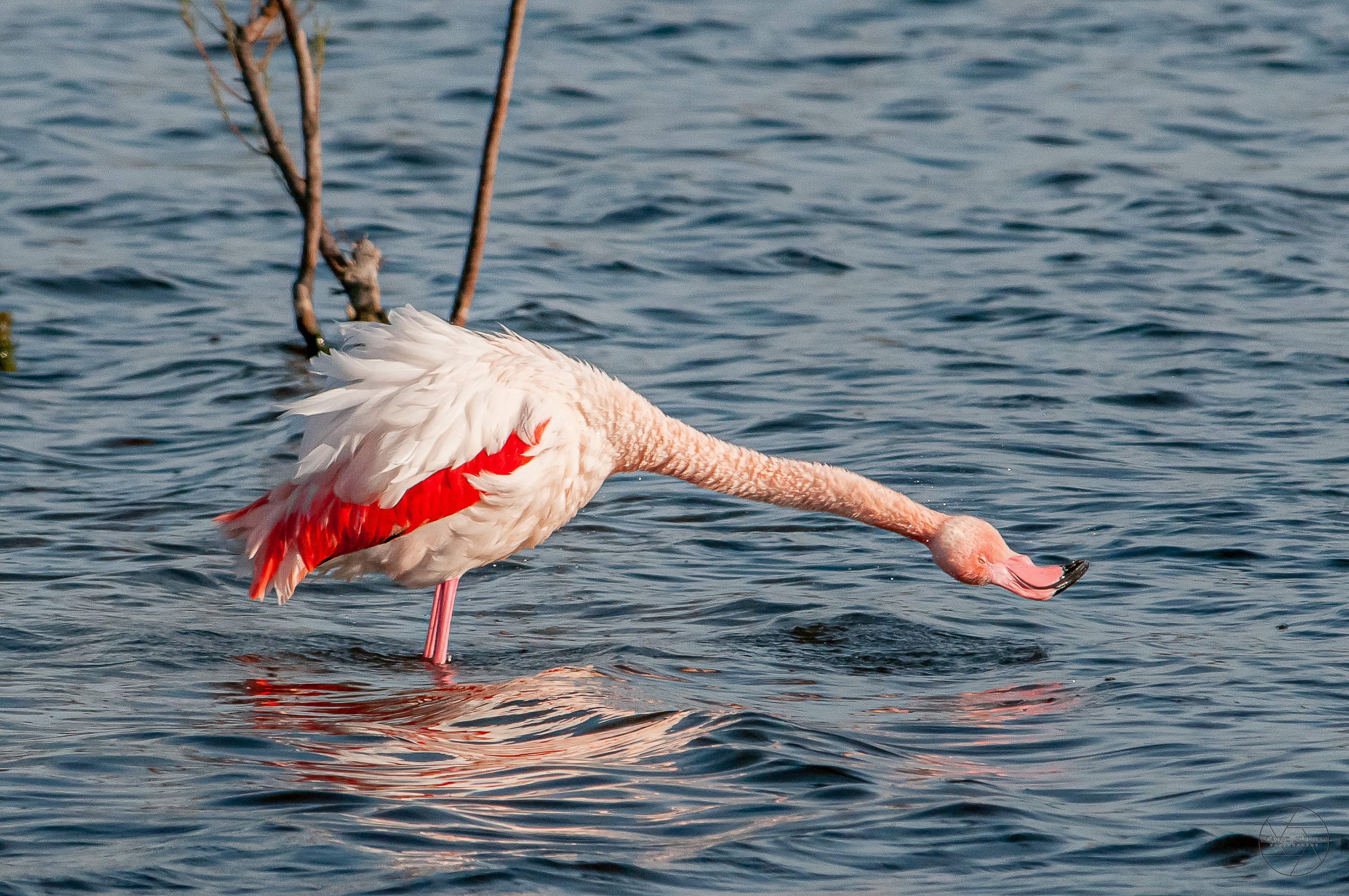 Flamant rose avec reflet dans l'eau