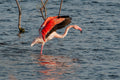 Flamant rose déployant ses ailes sur l’eau – Photographie animalière