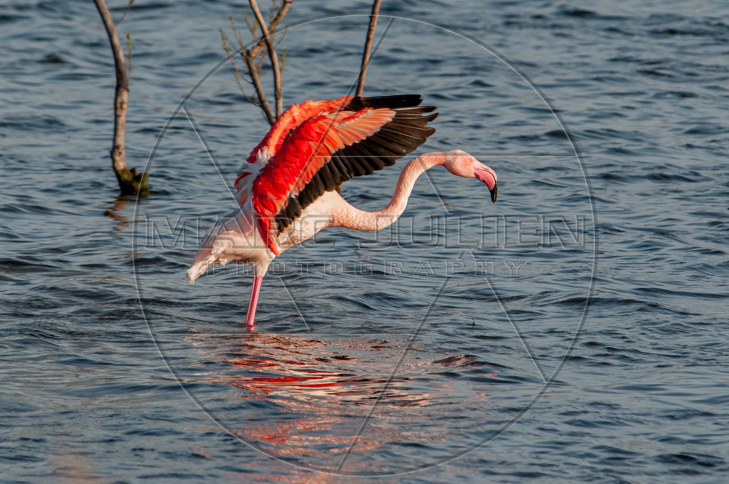 Flamant rose déployant ses ailes sur l’eau – Photographie animalière