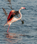 Flamant rose ailes déployées sur l’eau – Photographie animalière