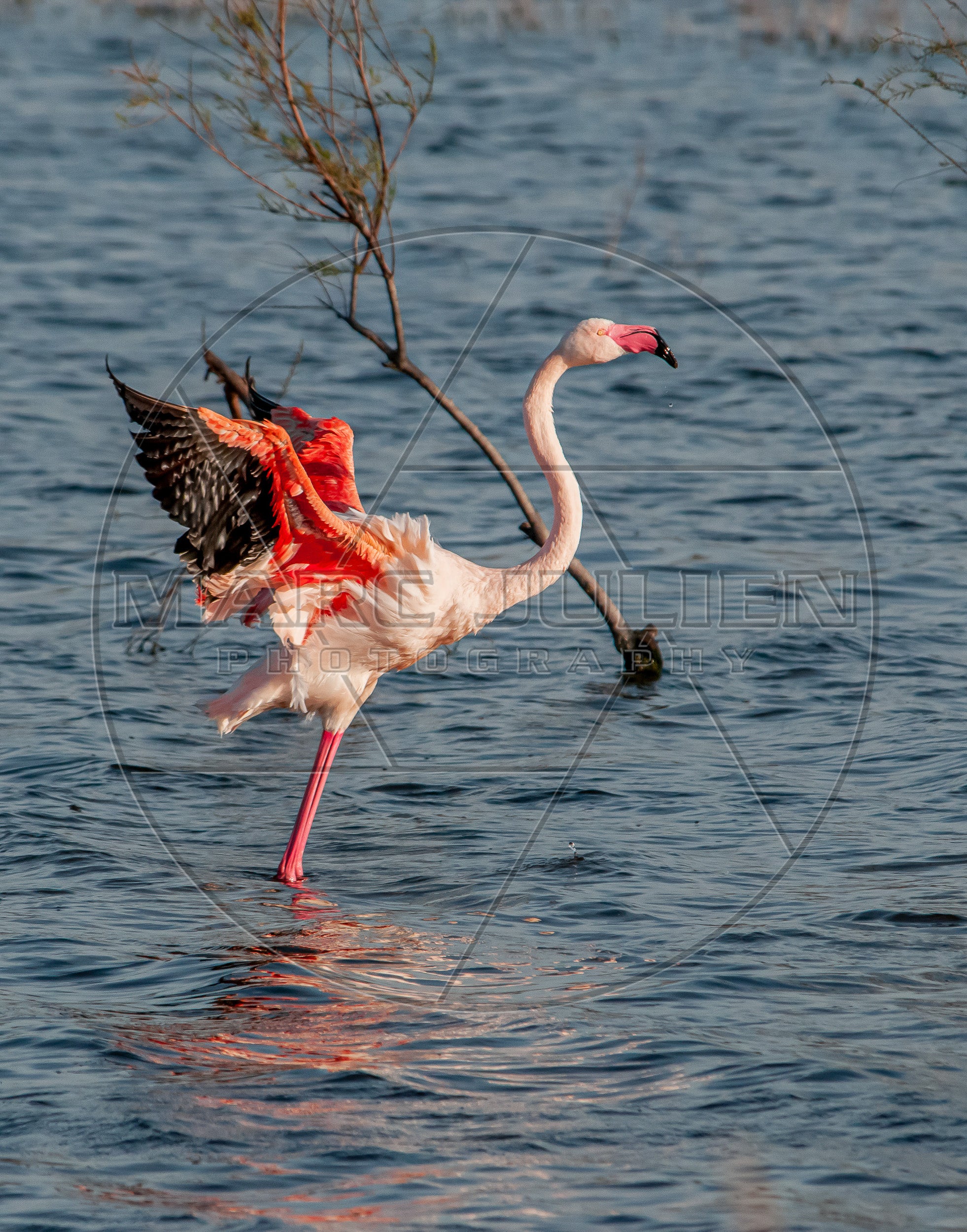 Flamant rose ailes déployées sur l’eau – Photo animalière