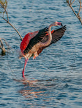 Flamant rose en plein battement d’ailes sur l’eau – Photo animalière