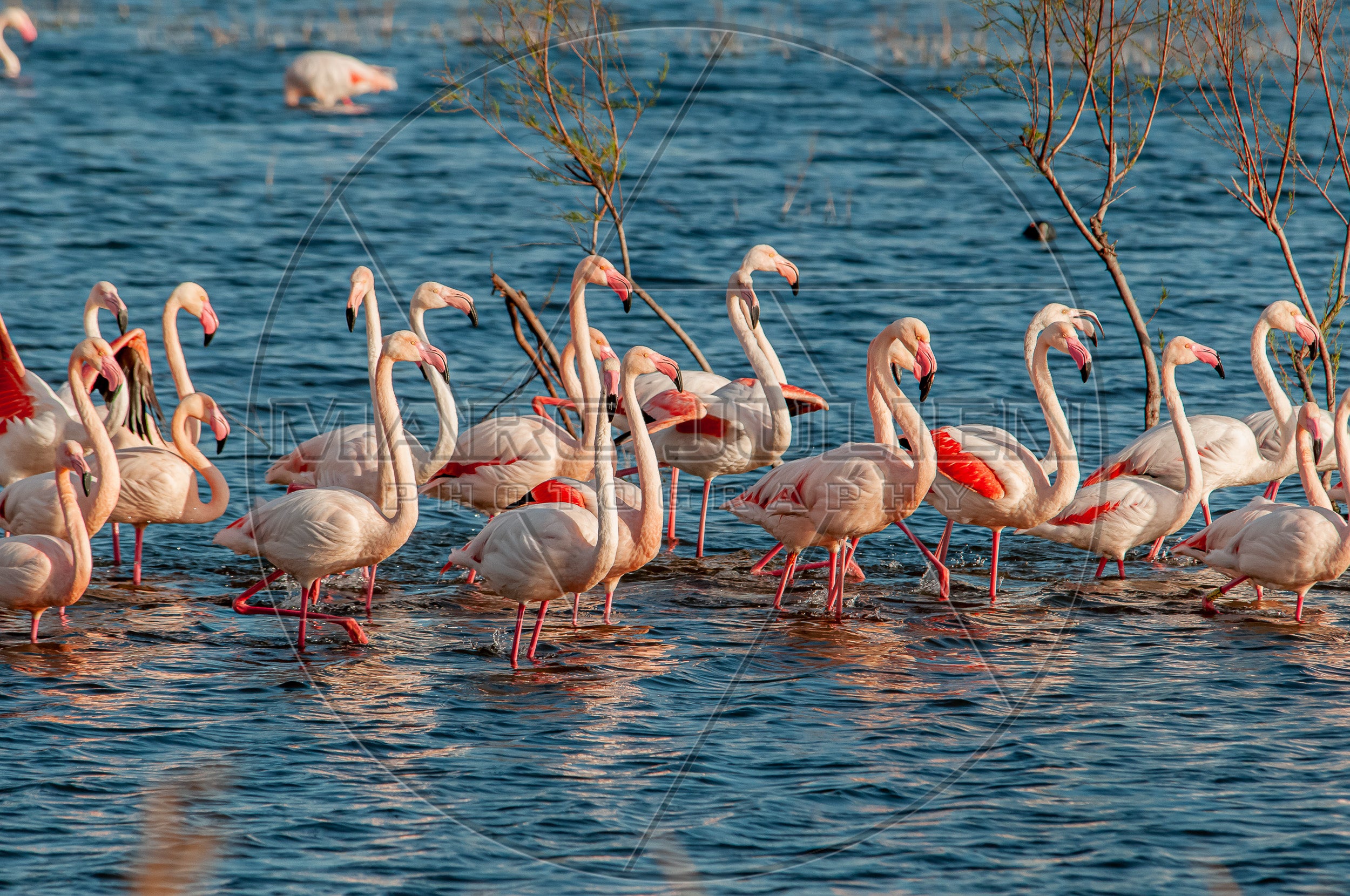 Flamants roses réunis sur l’eau – Photographie animalière