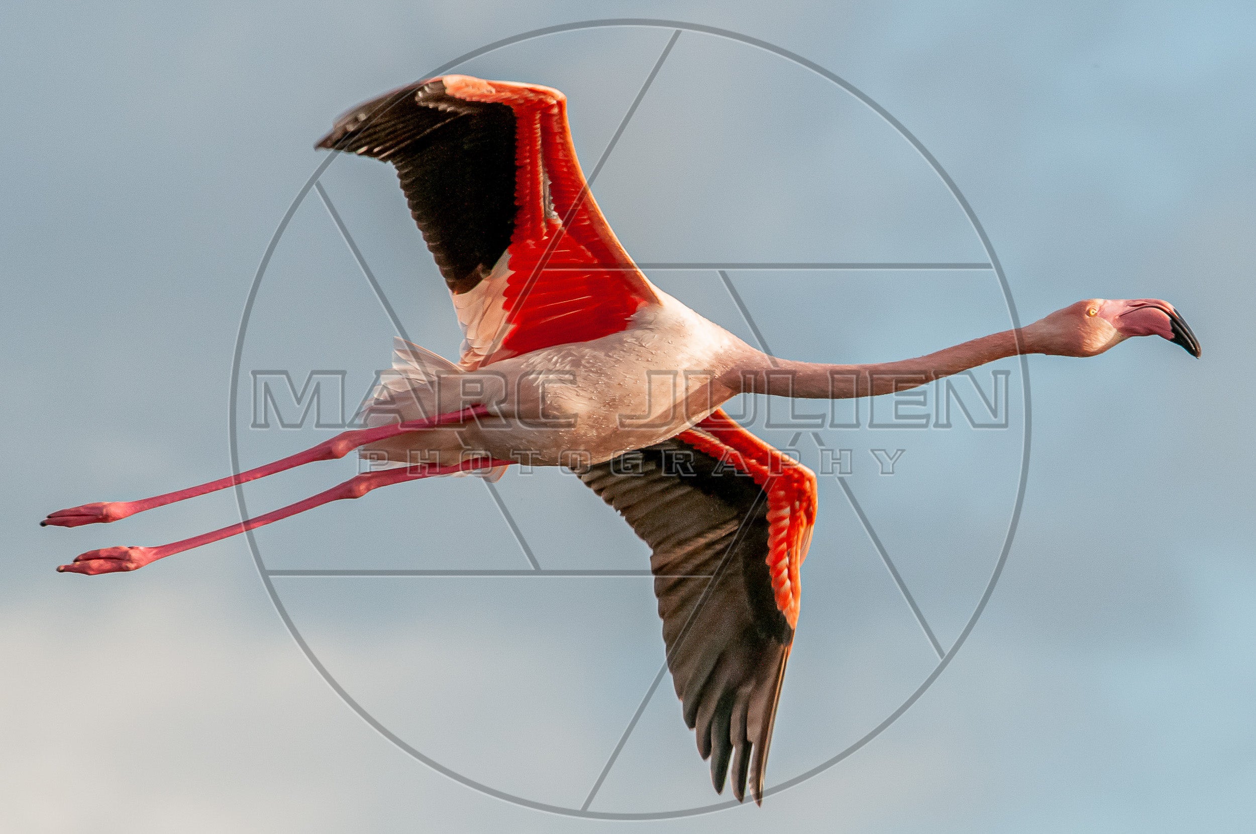 Flamant rose en vol, ailes déployées – Photographie animalière
