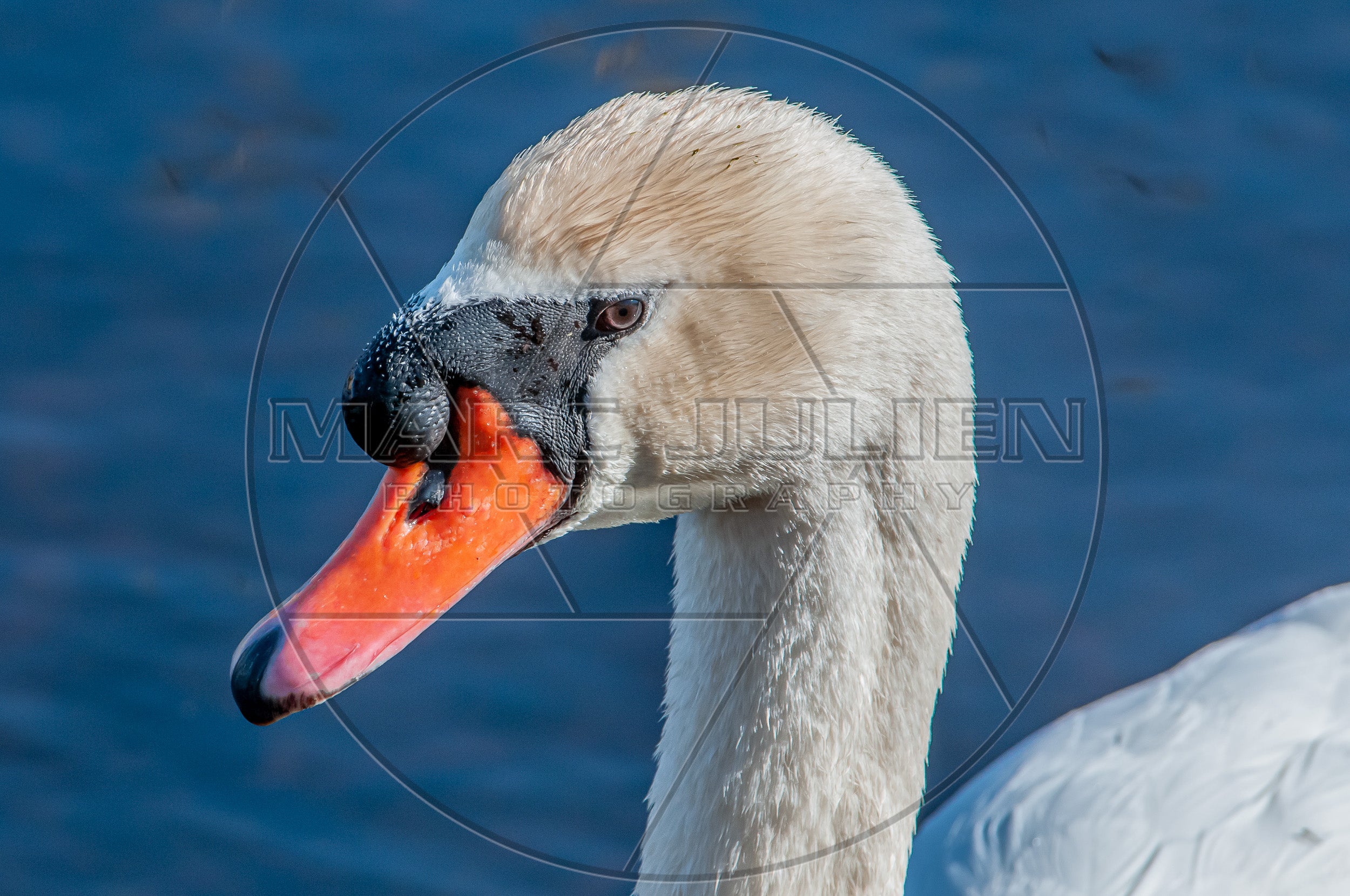 Cygne tuberculé en gros plan – Portrait d’oiseau sauvage
