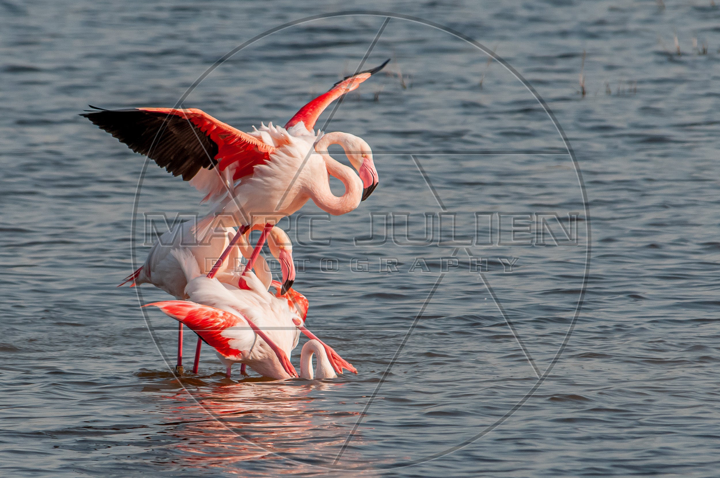 Flamants roses en accouplement sur l’eau – Photographie animalière