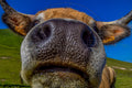 Portrait insolite d’une vache en gros plan – Photographie animalière
