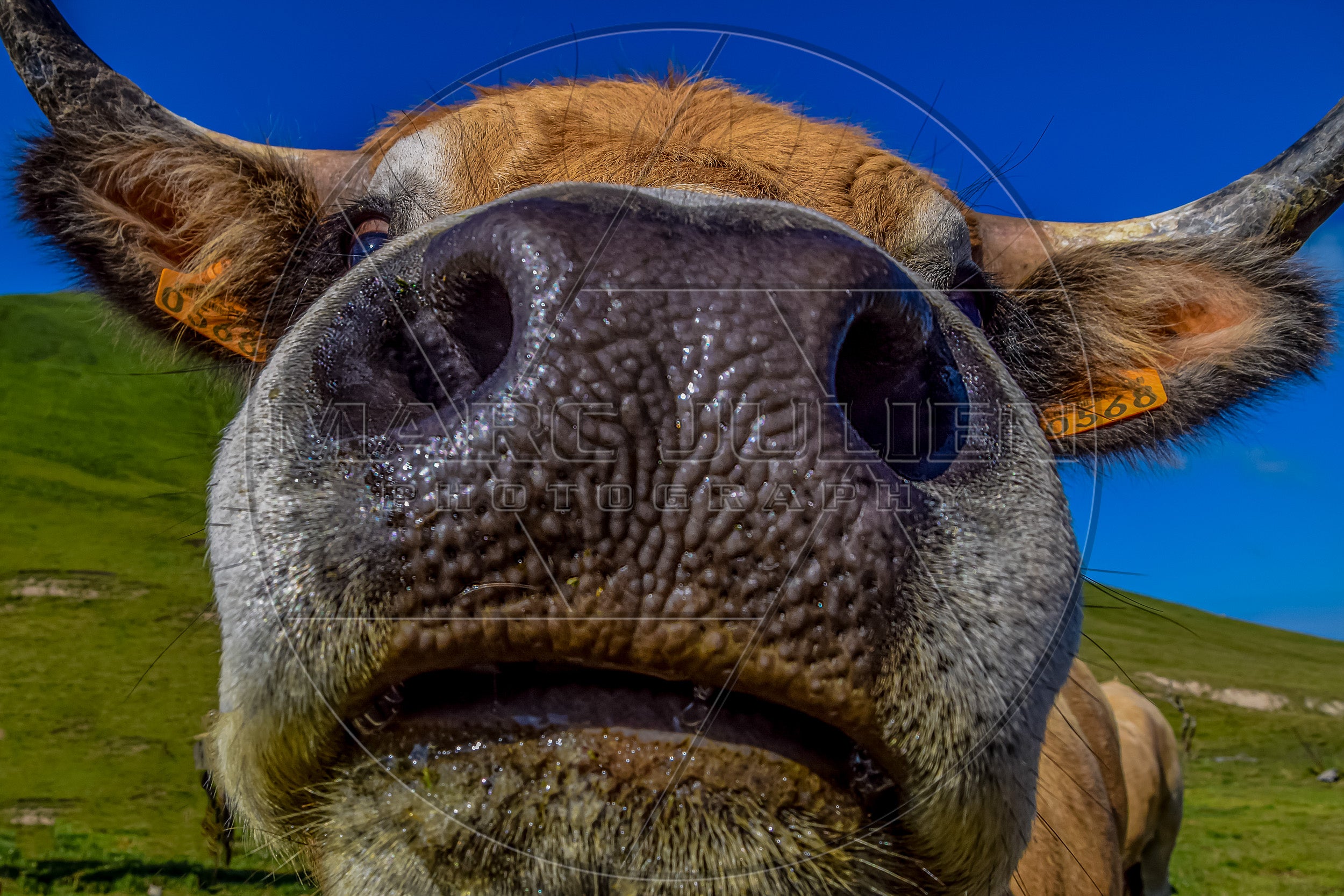 Portrait insolite d’une vache en gros plan – Photographie animalière