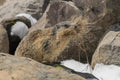Marmotte alpine transportant de l’herbe entre les rochers
