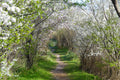 Wanderweg, gesäumt von blühenden Bäumen im Frühling