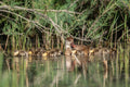 Nette rousse et ses canetons sur l’eau