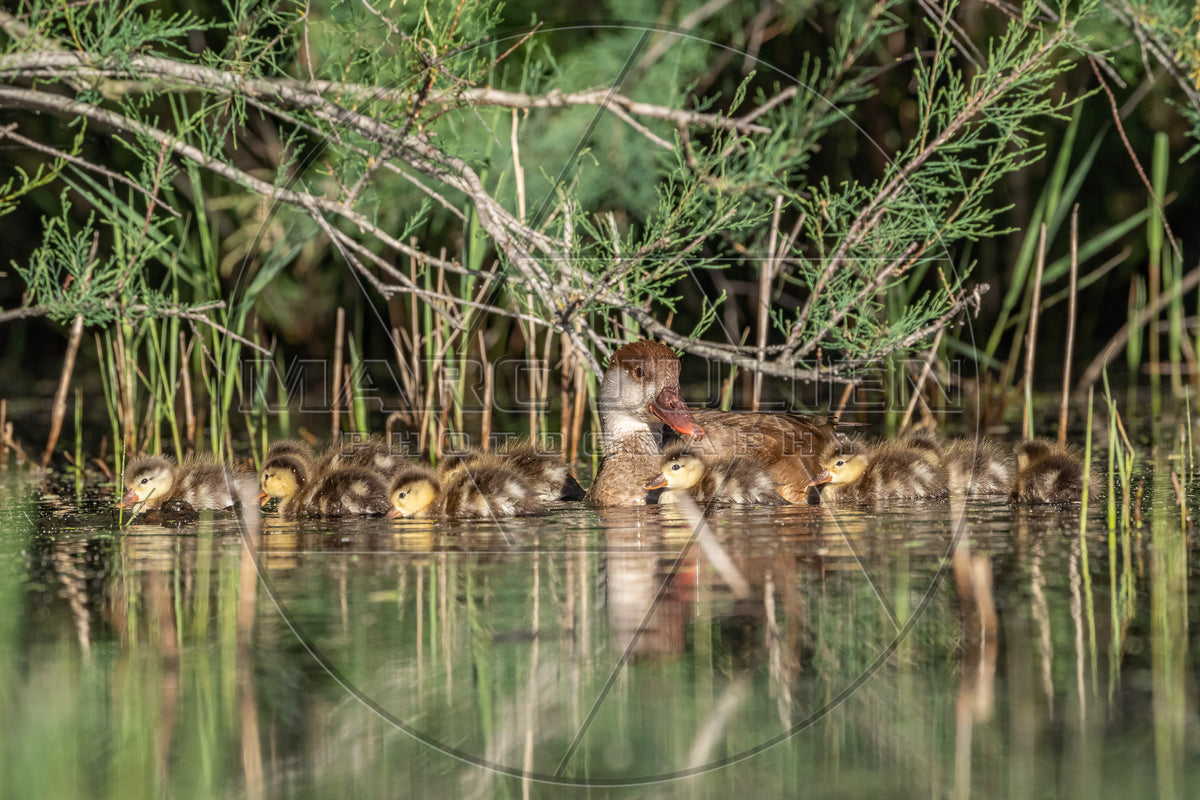 Nette rousse et ses canetons sur l’eau