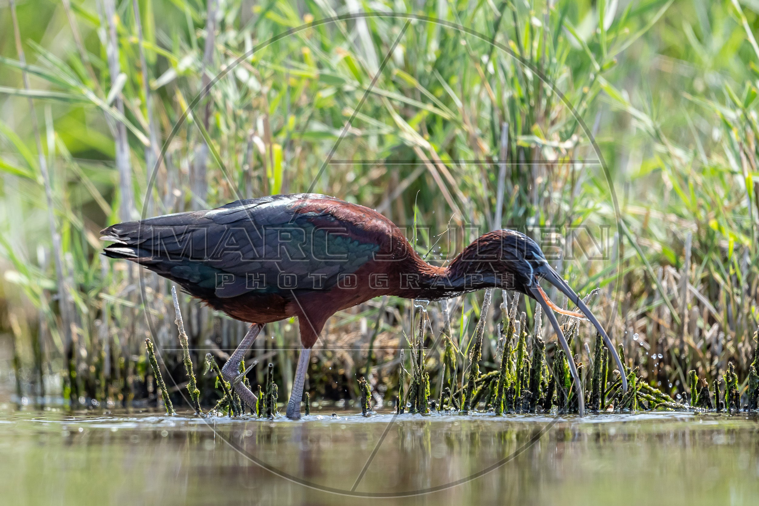 Sichelibis auf Nahrungssuche im Schilf