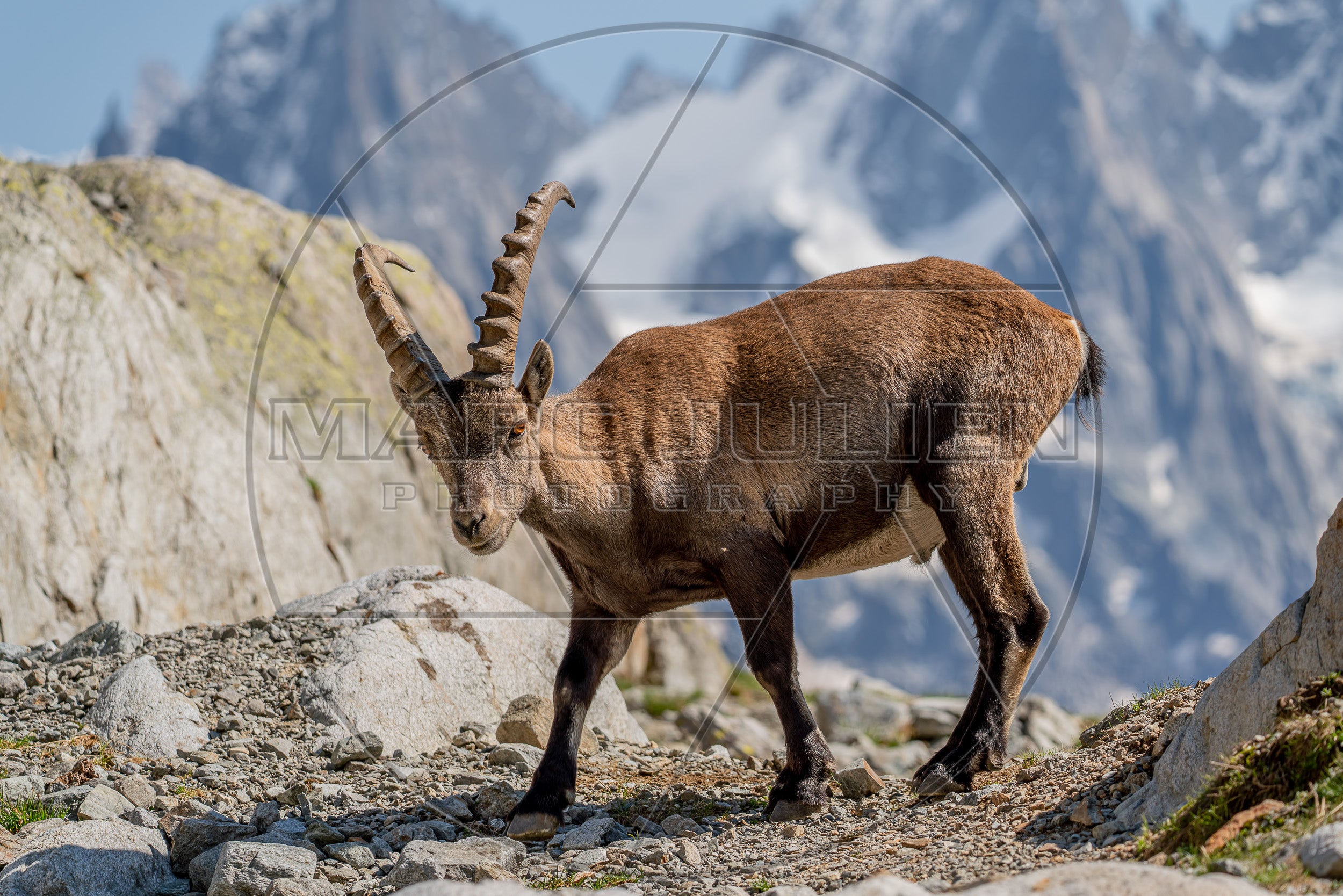 Bouquetin des Alpes sur les hauteurs de Chamonix – Photographie animalière