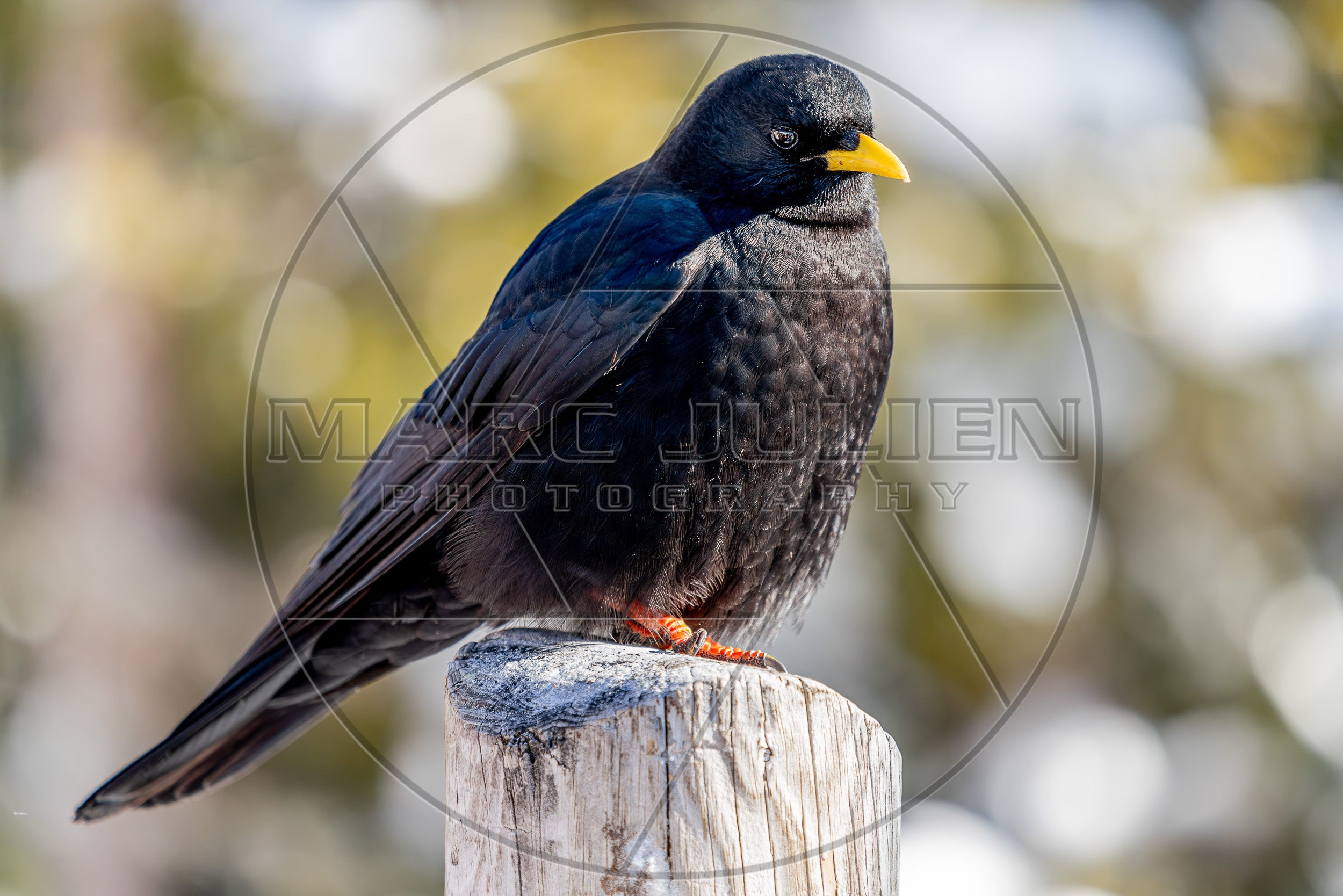Alpine chough perched on a wooden post