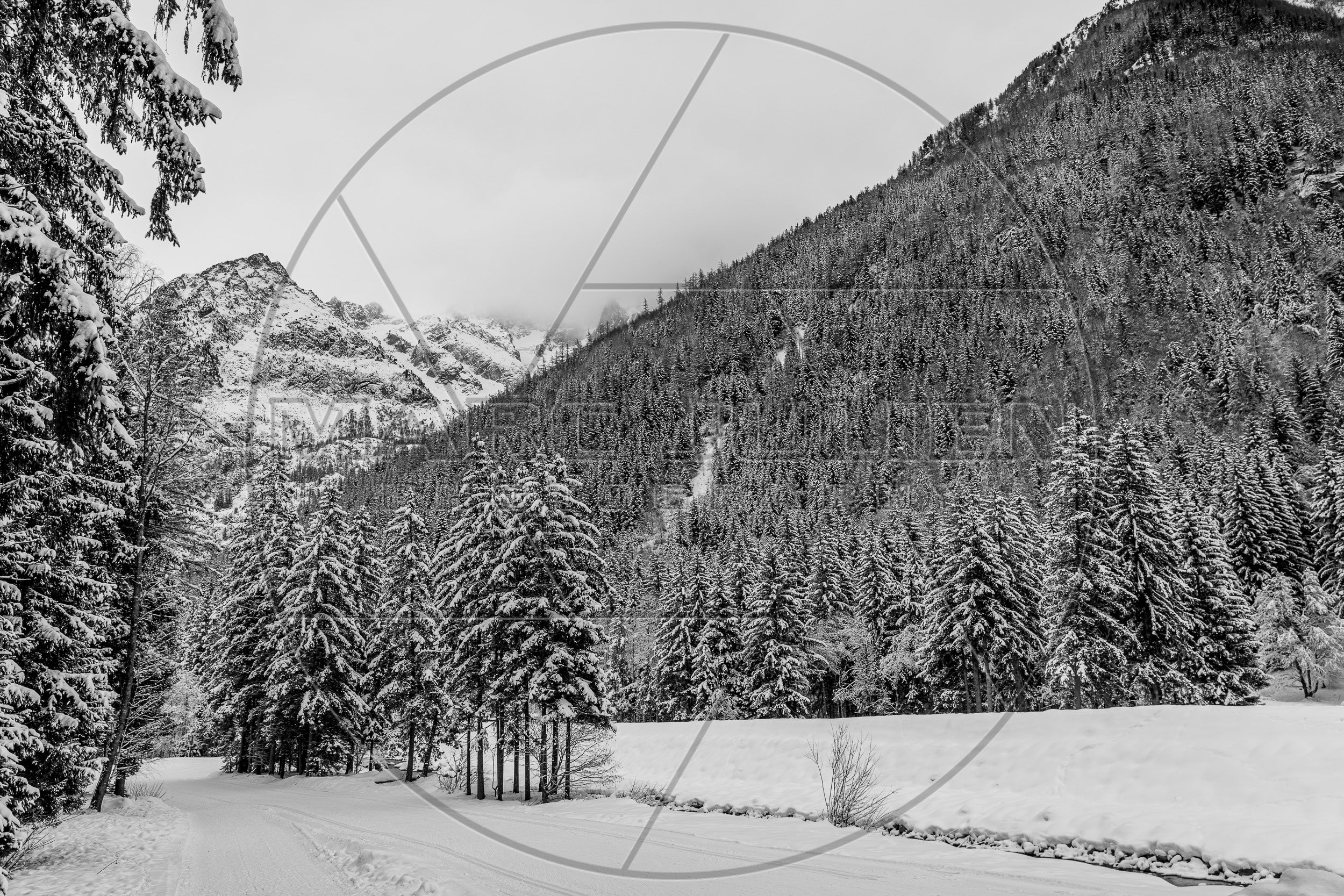Verschneite Berglandschaft mit Tannenwald im Winter