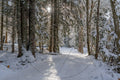 Verschneiter Pfad in einem sonnenbeschienenen Tannenwald
