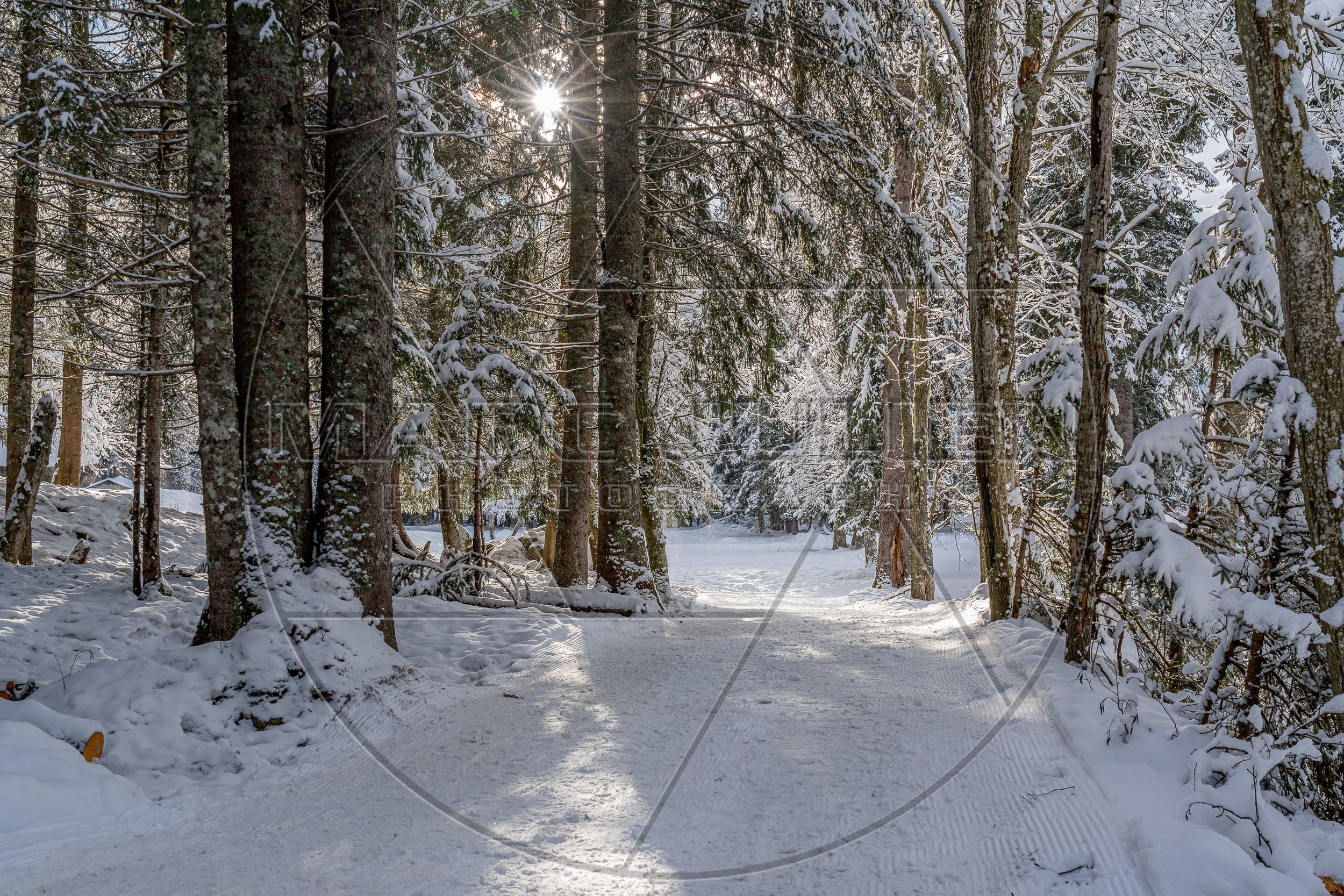 Verschneiter Pfad in einem sonnenbeschienenen Tannenwald