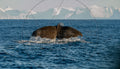 Cachalot à la surface de l’océan devant les montagnes – Photographie marine