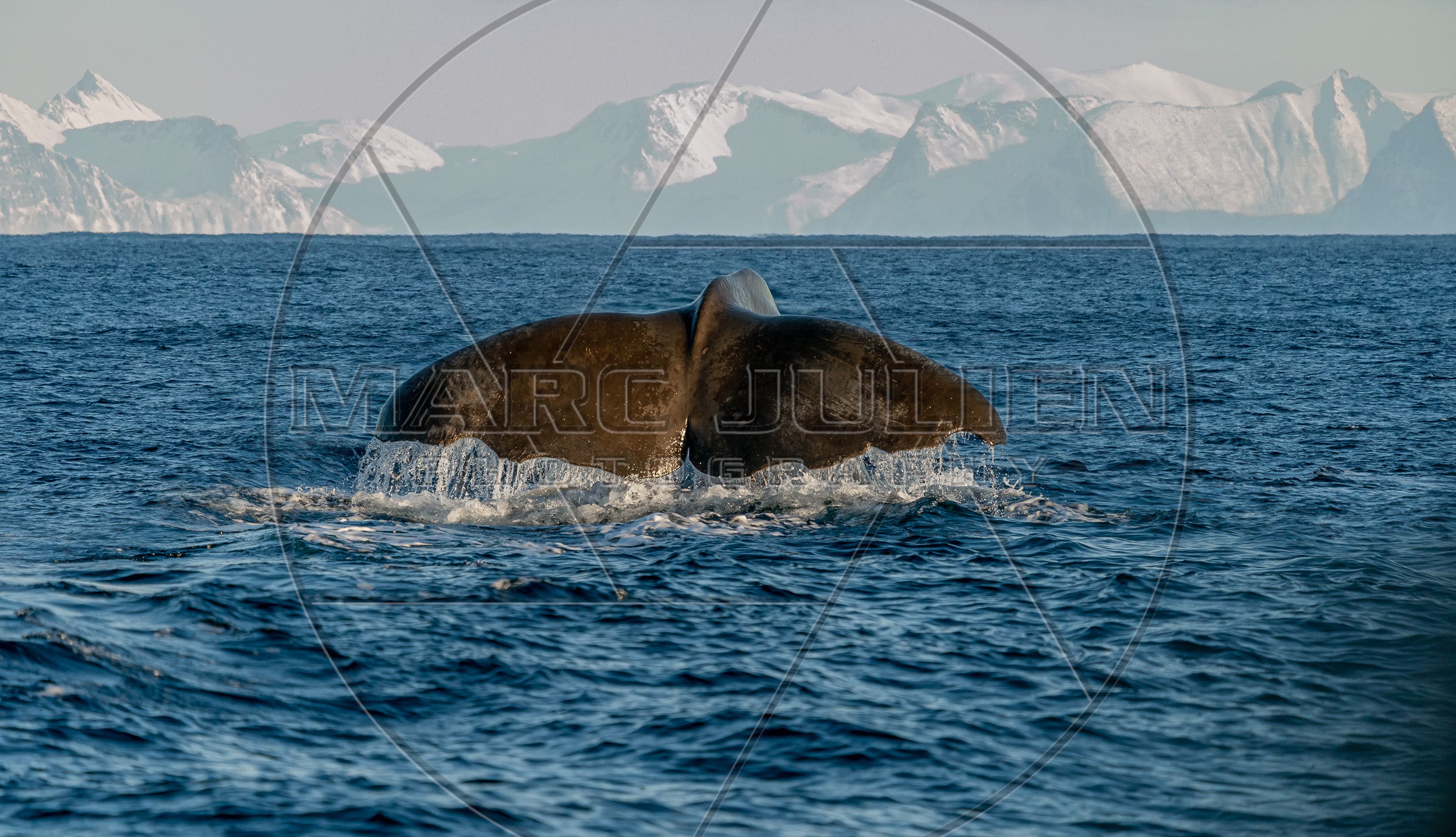 Cachalot à la surface de l’océan devant les montagnes – Photographie marine