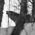 Loup gris hurlant dans la forêt enneigée – Photographie animalière