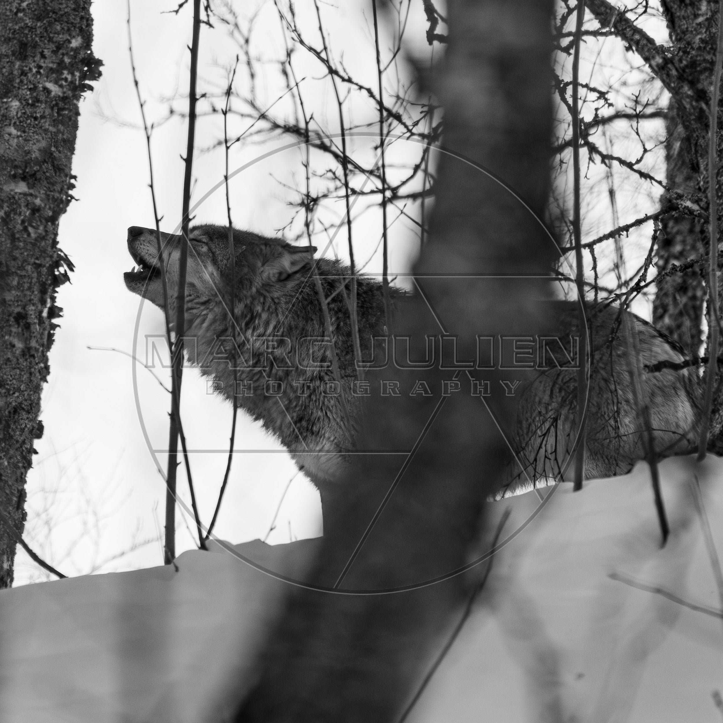 Loup gris hurlant dans la forêt enneigée – Photographie animalière