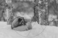 Renard polaire blotti dans la neige – Photographie animalière en noir et blanc
