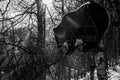 Ours dans un arbre en forêt enneigée – Photographie animalière en noir et blanc