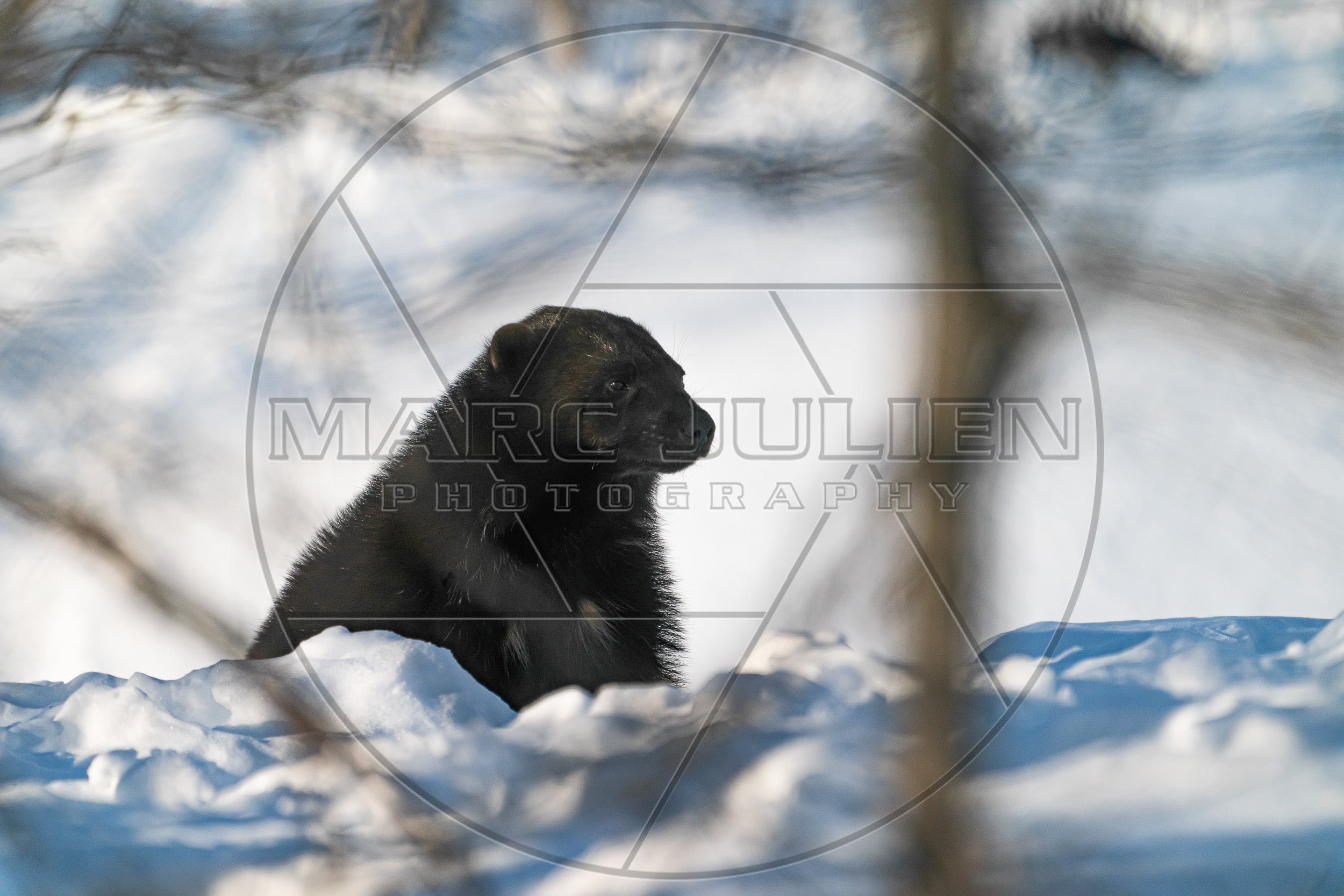 Glouton dans la neige en forêt – Photographie animalière
