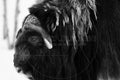 Bœuf musqué en gros plan dans la neige – Photographie animalière en noir et blanc