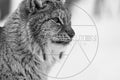 Portrait en noir et blanc d’un lynx boréal au regard intense