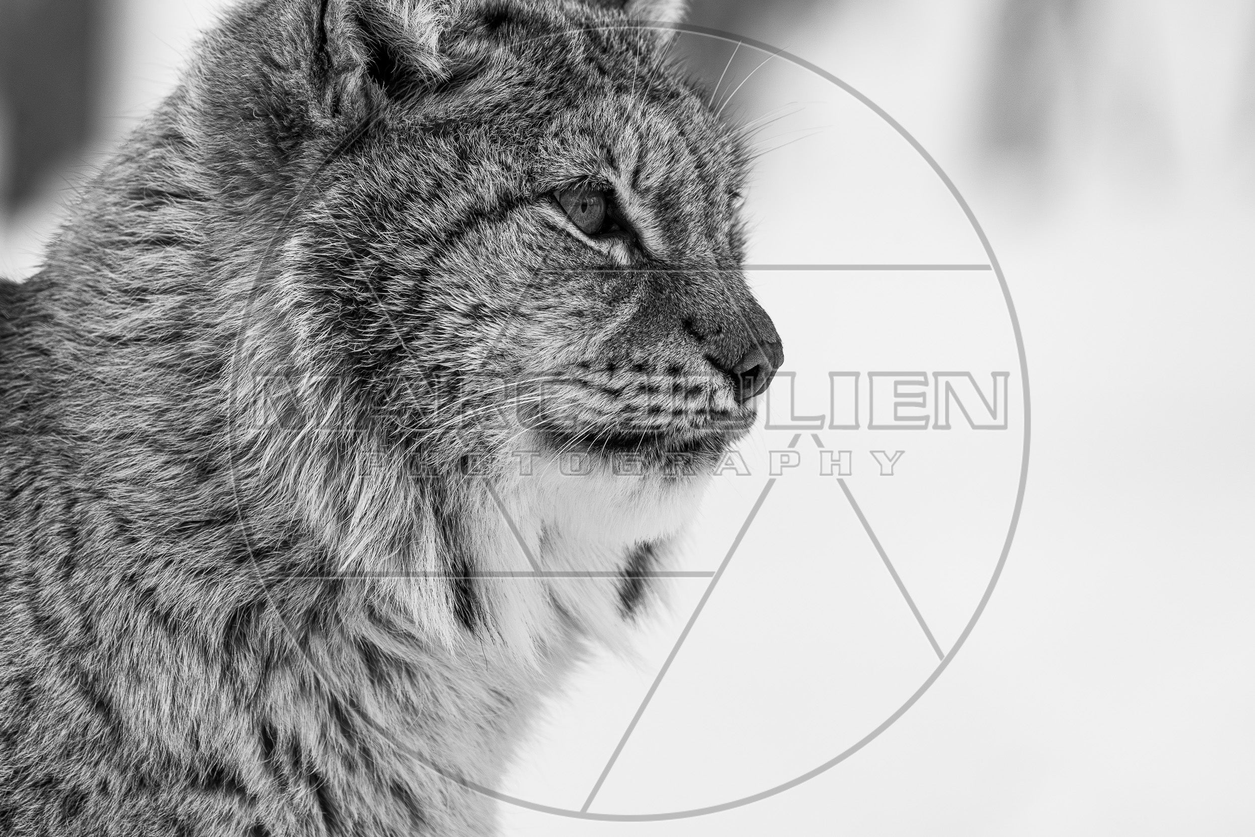 Portrait en noir et blanc d’un lynx boréal au regard intense