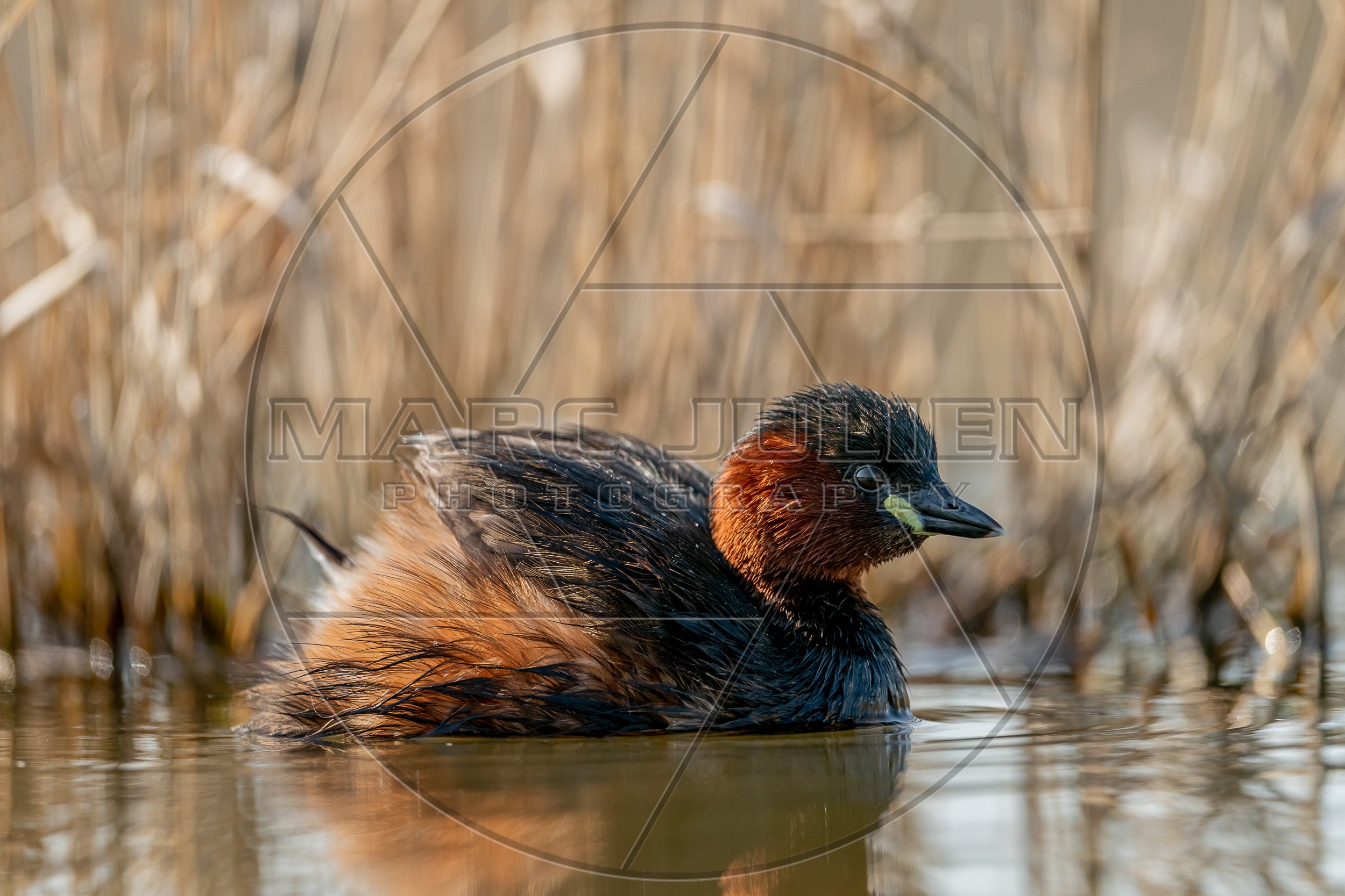 Grèbe castagneux sur l’eau dans les roseaux – Photographie animalière