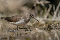 Südlicher Rotschenkel am Wasser – Wildvogelfotografie