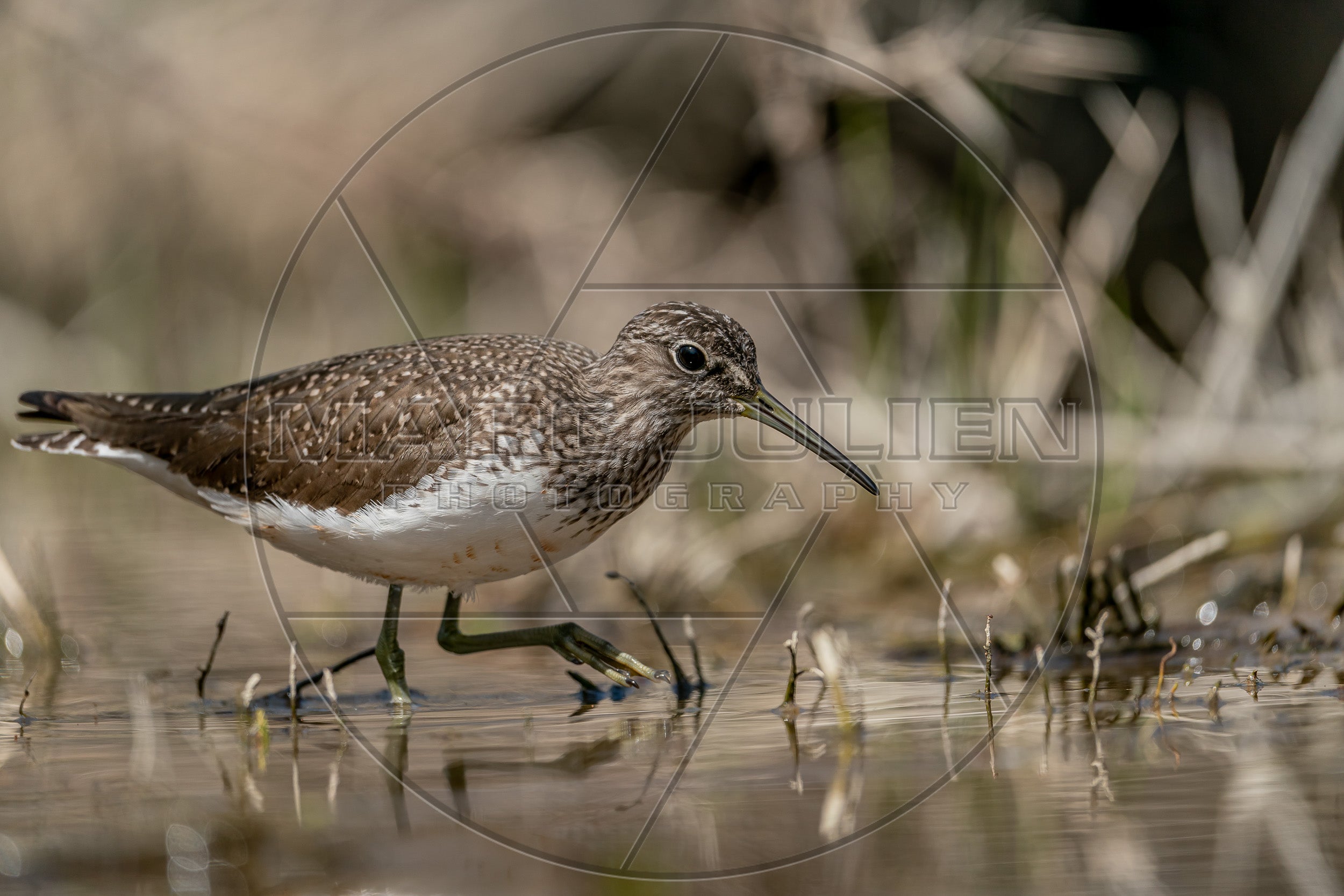 Südlicher Rotschenkel am Wasser – Wildvogelfotografie