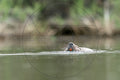 Coypu Swimming on the Water's Surface – Wildlife Photography