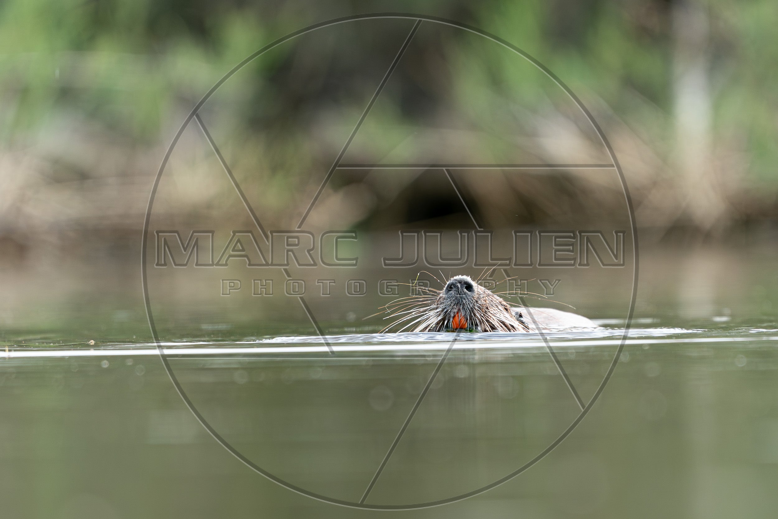 Coypu Swimming on the Water's Surface – Wildlife Photography