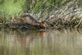 Haubentaucher am Wasserrand im Schilf – Tierfotografie