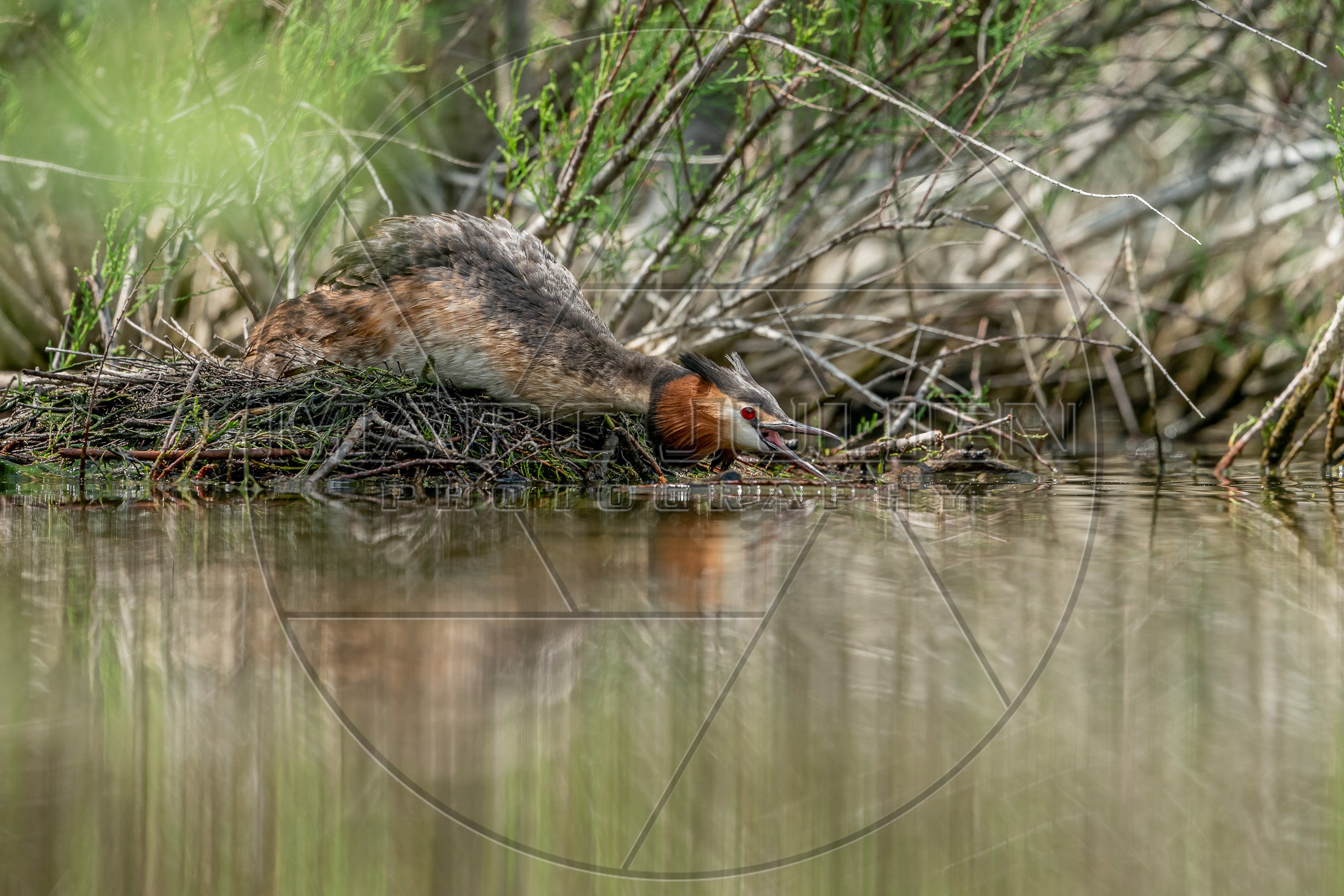Haubentaucher am Wasserrand im Schilf – Tierfotografie