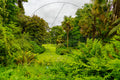 Üppiger exotischer Garten mit Palmen, Farnen und tropischer Vegetation