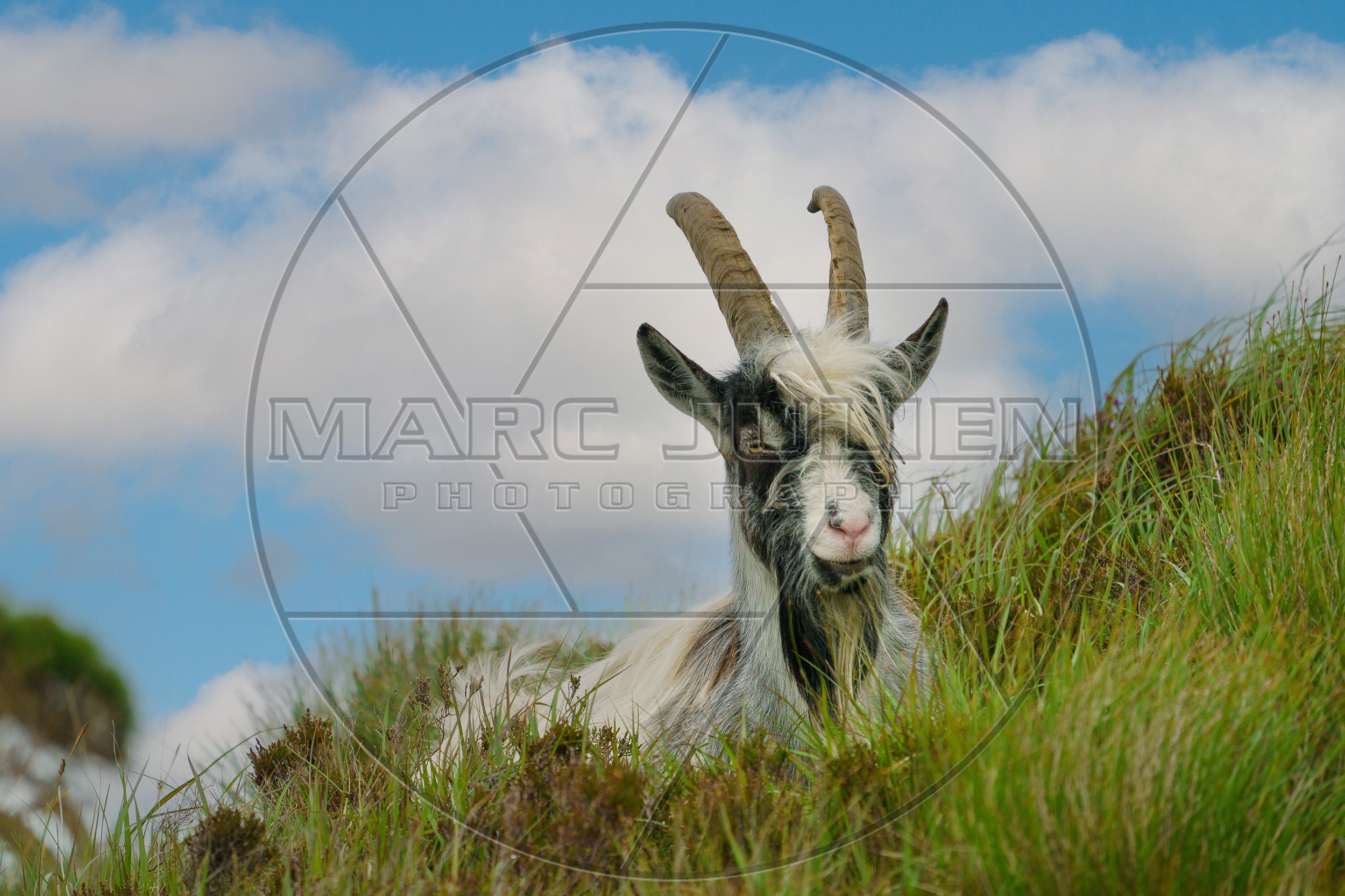 Wildziege mit langen Hörnern im Gras – Tierfotografie
