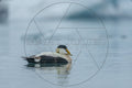 Eider à duvet mâle sur l’eau calme – Oiseau marin arctique