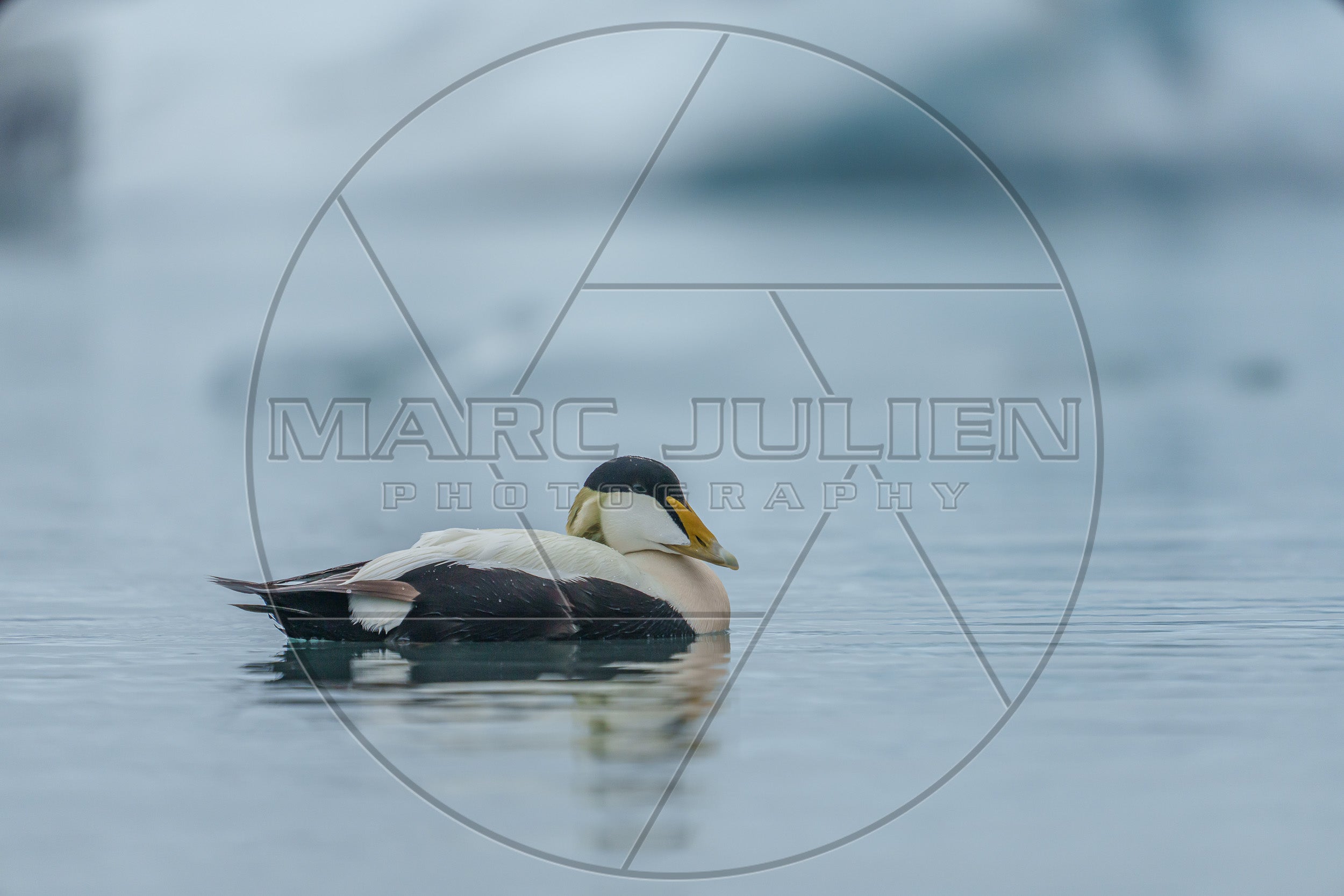 Eider à duvet mâle sur l’eau calme – Oiseau marin arctique