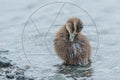 Jeune Eider à duvet dans l’eau