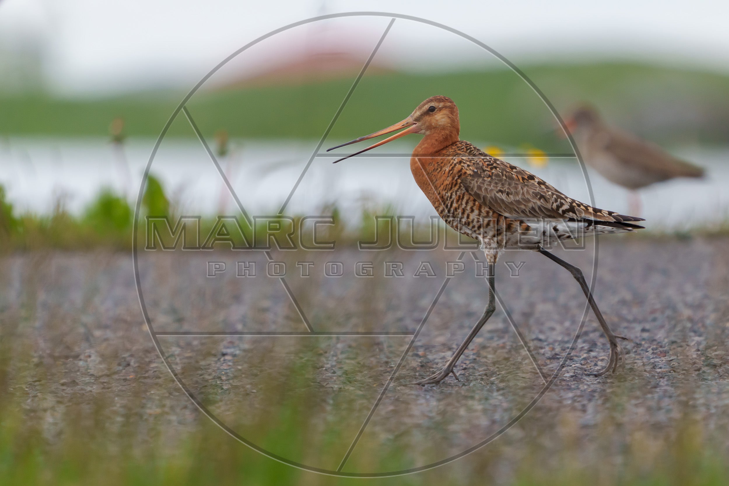 Barge à queue noire dans une zone humide – Limosa limosa