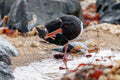 Eurasian Oystercatcher on the coast – Haematopus ostralegus