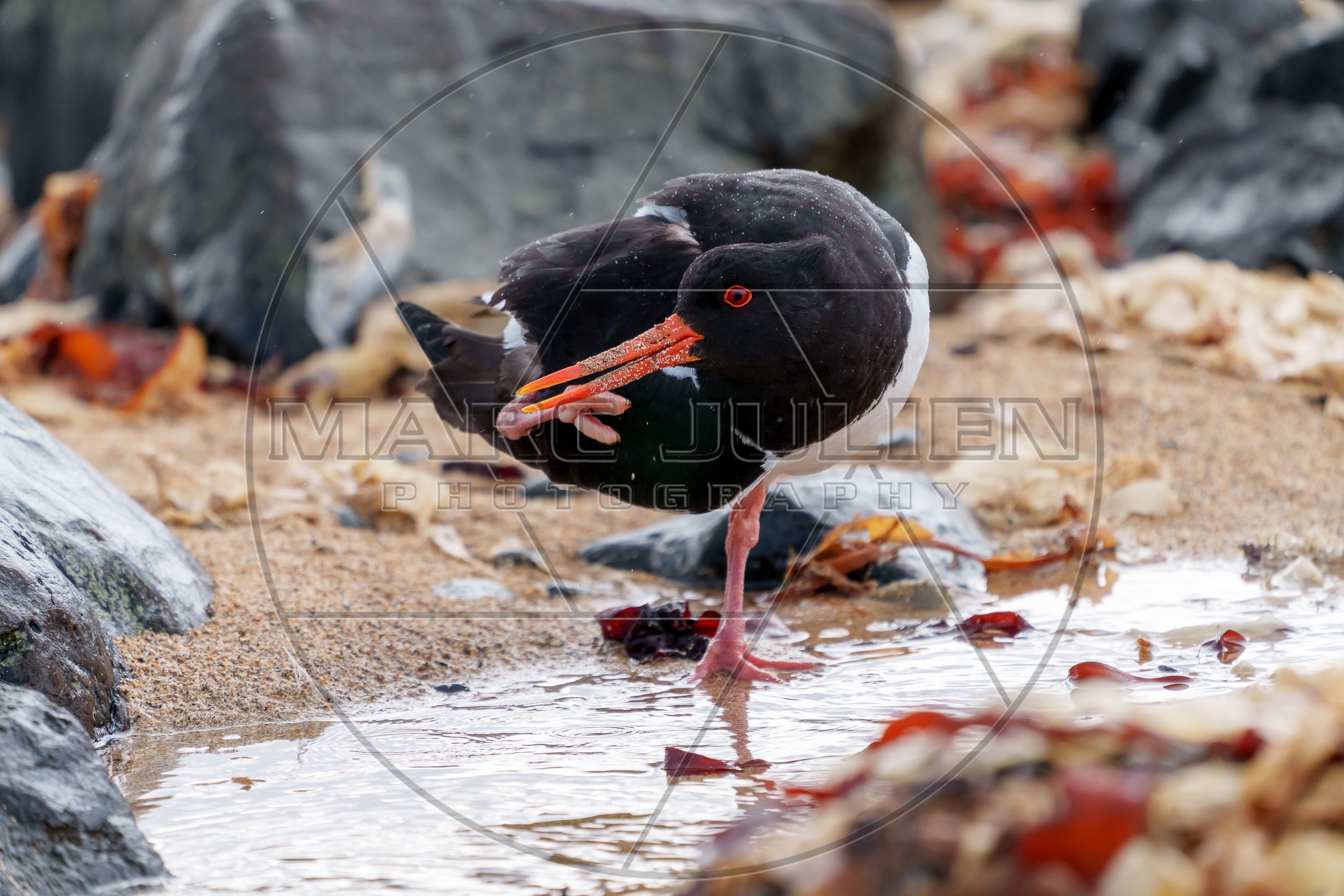 Eurasian Oystercatcher on the coast – Haematopus ostralegus
