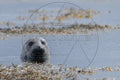 Grey seal emerging from the water amidst the seaweed