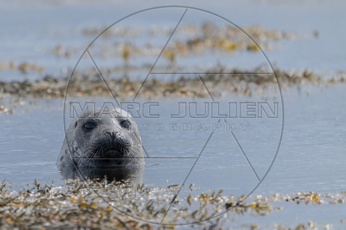 Phoque gris émergeant de l’eau au milieu des algues