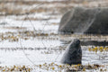 Phoque gris dressé dans l’eau au milieu des algues